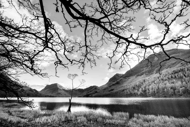 Buttermere, the lone tree 4081