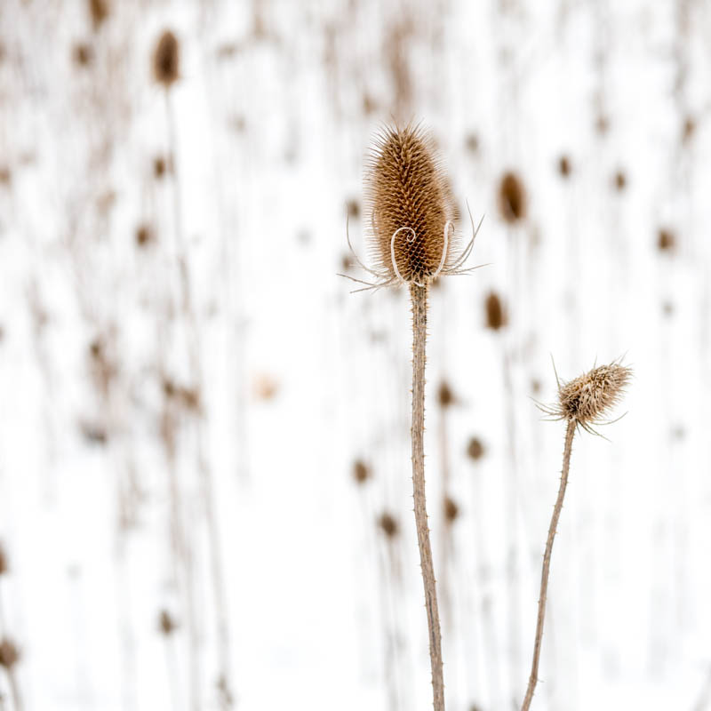 Teasels in the snow