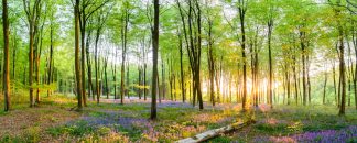 Itchen wood bluebells