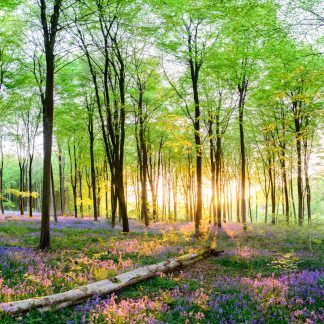 Bluebells at Itchen Wood