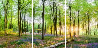 bluebell wood triptych