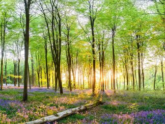 Bluebell Wood 4208 Worktop saver