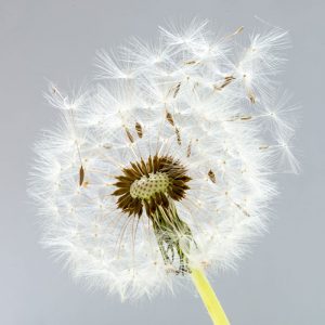 Greeting Card Dandelion