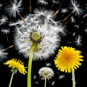 Dandelions