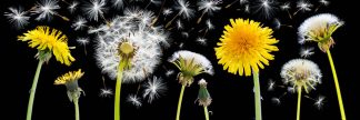 Dandelions 4212