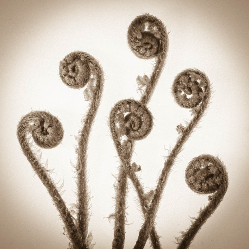 Ferns unfolding 4388SQ