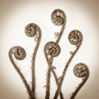 Homage to Karl Blossfeldt 4383