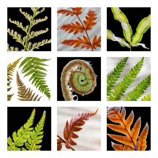 Ferns 4397