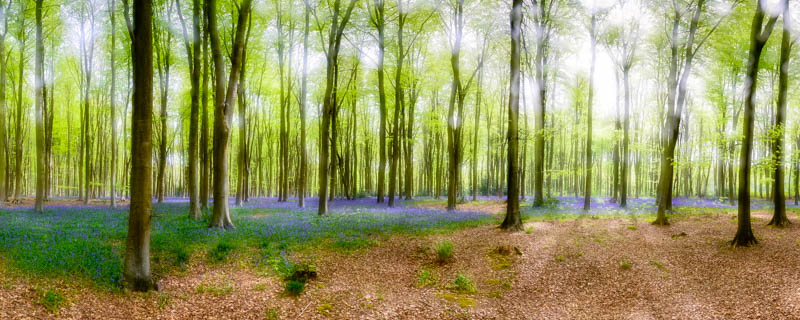Bluebell Wood Panoramic
