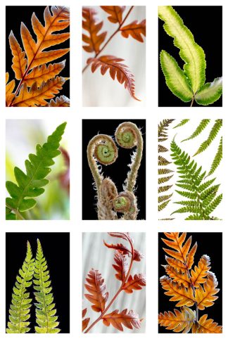 Ferns 4414