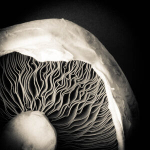 Black and White Mushroom