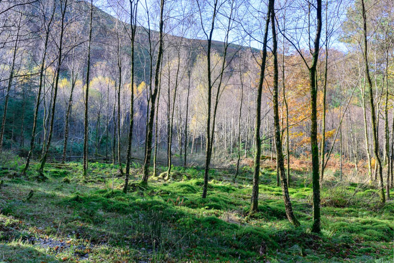 Holme Wood Loweswater 4428
