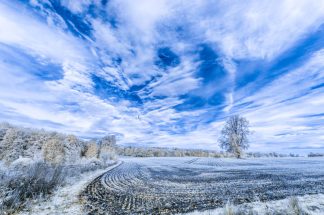 Hampshire field 4438 Greetings Card