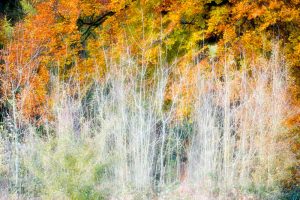 Autumn Winslade Wood 4449