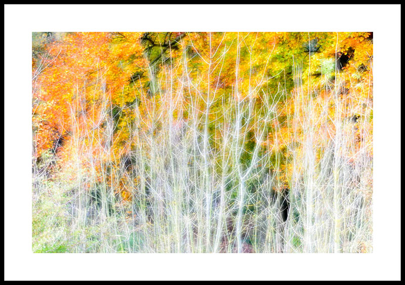 Autumn Winslade Wood 4450