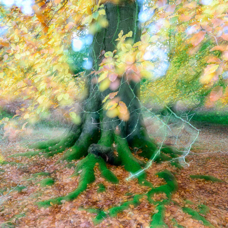 Autumn Winslade Wood 4465