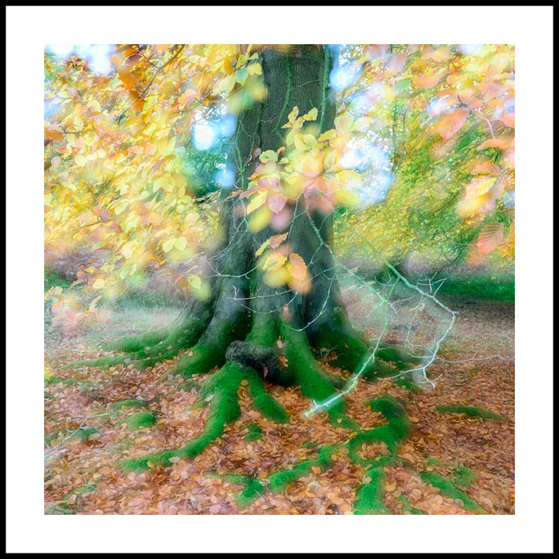 Autumn Winslade Wood 4465 paper