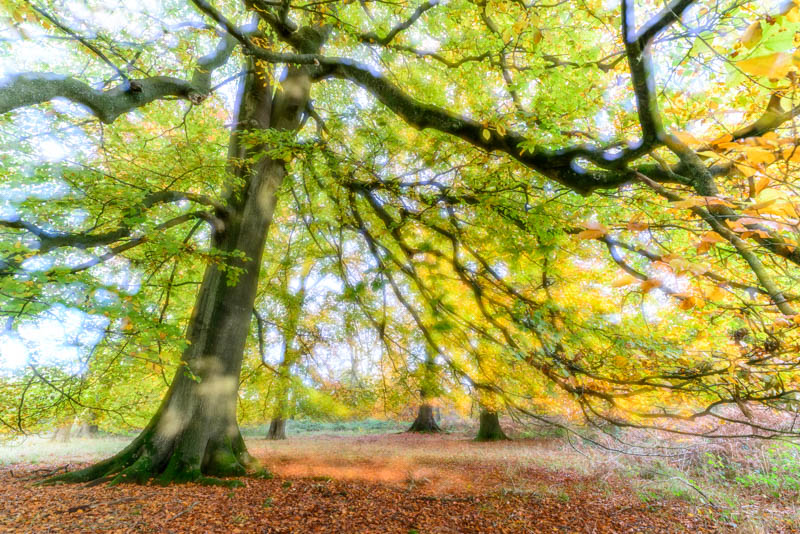 Autumn Winslade Wood 4473