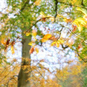 Autumn leaves Winslade Wood 4476SQ