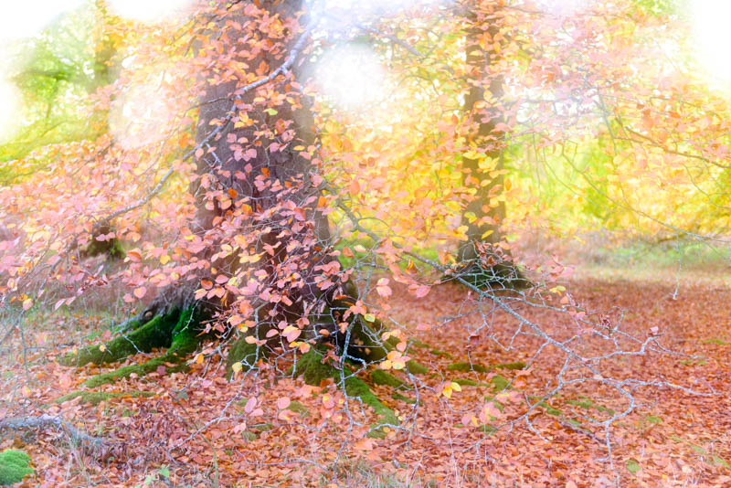 Autumn Winslade Wood 4485