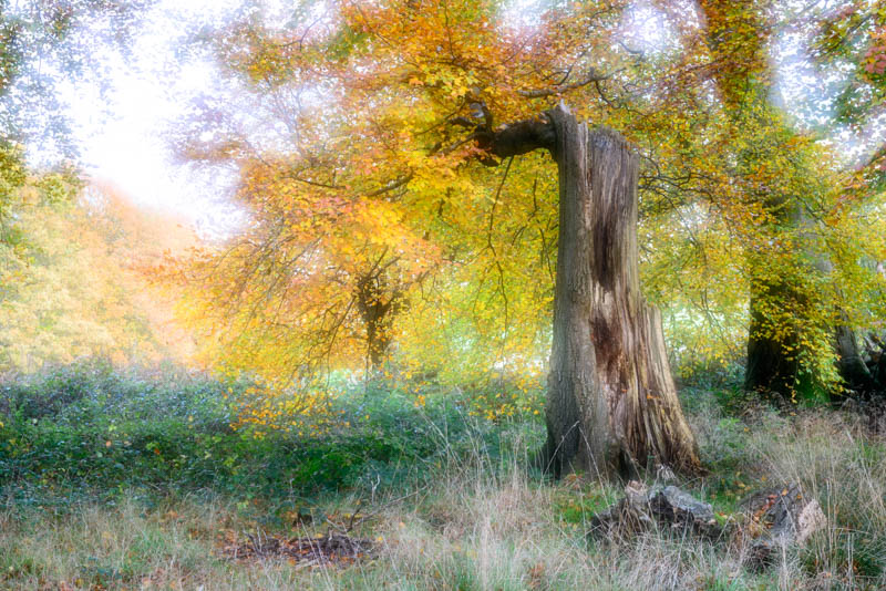 Autumn Winslade Wood 4487