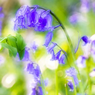 Bluebells large square greetings card