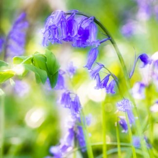 Bluebells 4524