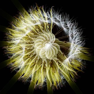 Dandelion 4595