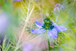 Love in a mist 4611