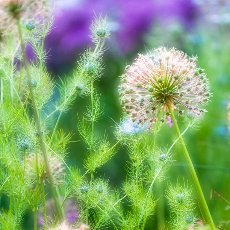 Allium Coasters set of six Andy Small
