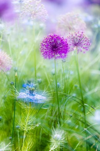 Allium and Nigella 4639