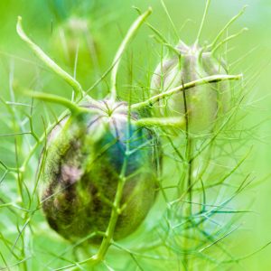 Love in a Mist Seed head