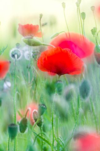 Poppies 4683