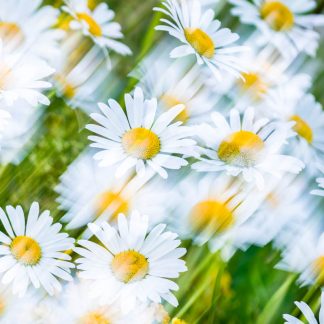 Daises 4693 large square greetings card