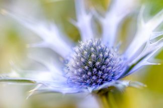 Eryngium 4715