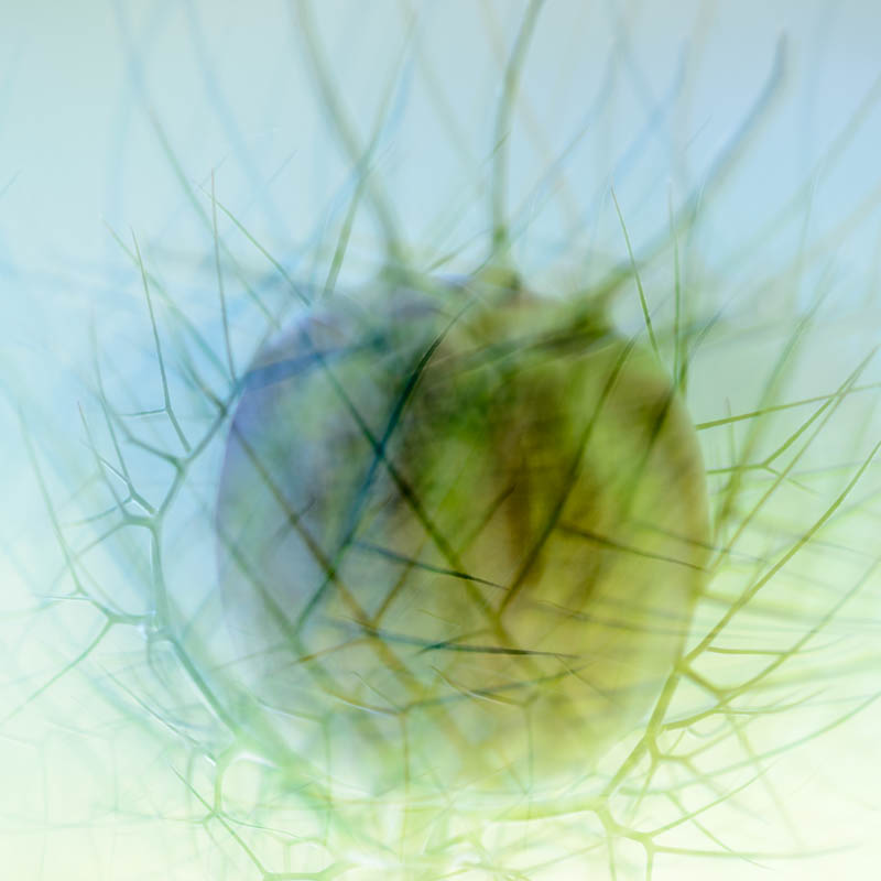 Love in a Mist Seed head