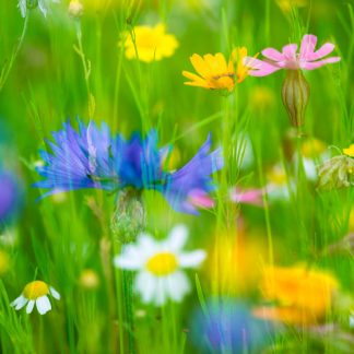 Wildflower meadow large square greetings card