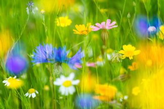Wildflower meadow at Wisley 4734