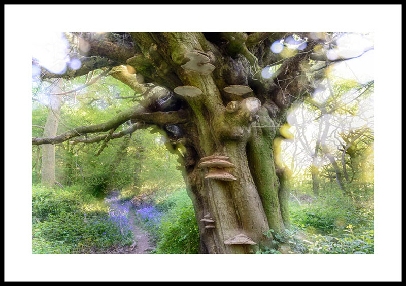 Bluebell Wood and ancient oak tree