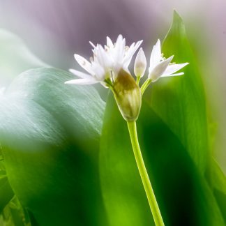 Wild Garlic 4772