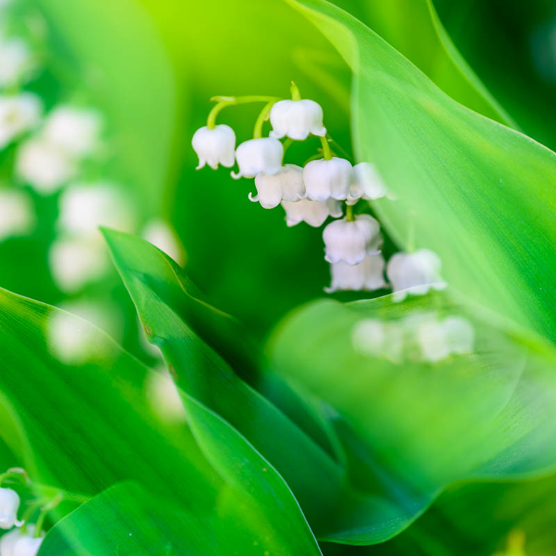 Lily of the Valley large square greetings card