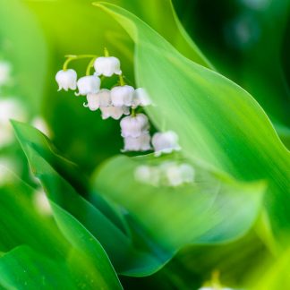 Lily of the Valley 481