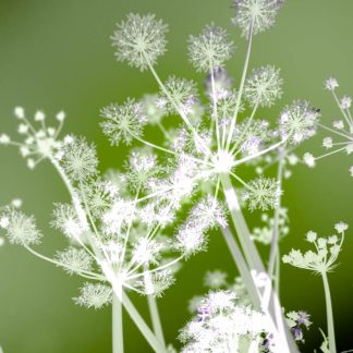 Hogweed Square Greetings Card 4841 150 x 150 mm