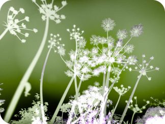 Hogweed 4841 Worktop saver