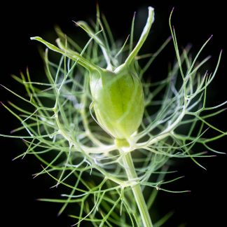 Nigella Seedhead 4864