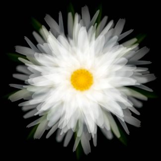 Daisy
