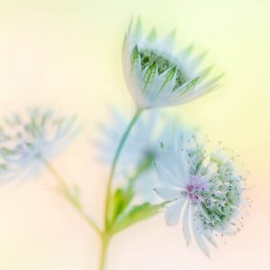 Astrantia