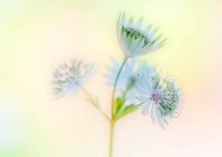 Astrantia