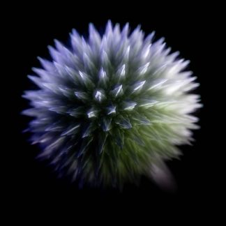 Echinops 4909