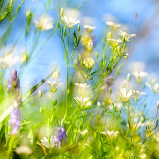 Bluebells and Stitchwort Square Greetings Card 4922 150 x 150 mm